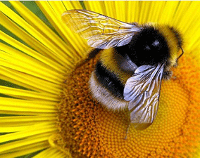 пчелы, медовые пчёлы, мёд, пасека