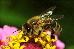 пчела, соты, мёд